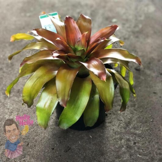 Neoregelia "Orange Crush" 7" Pot @ Hello Hello Plants