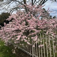 A Prunus 'Elvins' Flowering Plum in full bloom, showcasing clusters of pink flowers, stands next to a white metal fence in Elvins Park on a cloudy day.