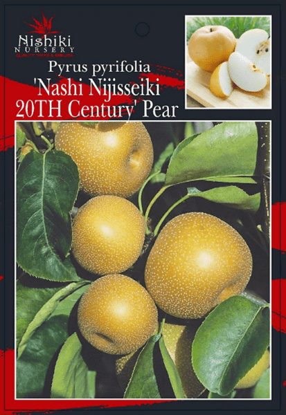 Pyrus pyrifolia Nashi Nijisseiki 20TH Century Pear Front