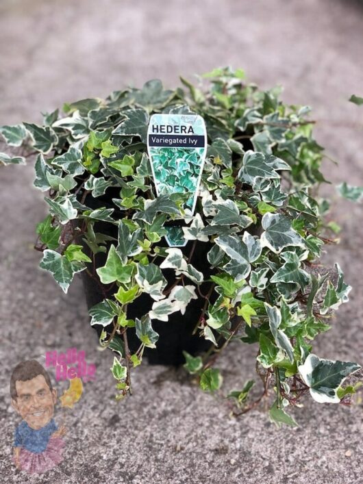 English Ivy "Variegated" 8" Pot @ Hello Hello Plants