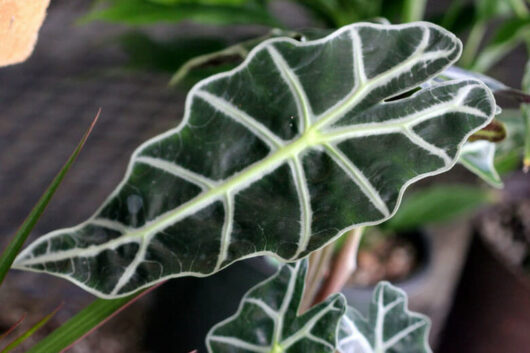 A close-up of a green Alocasia 'Amazonian Elephant Ear' 7" Pot leaf with prominent white veins, set against a blurred natural background.