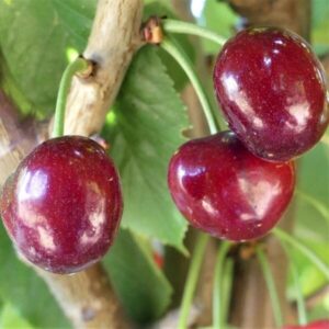 Cherry Bing @ Hello Hello Plants