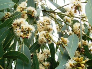 Close-up of Corymbia 'Spotted Gum' showing eucalyptus branches with clusters of fluffy white flowers and long, narrow green leaves.