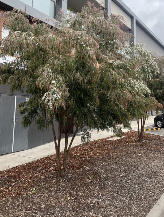 Agonis 'Burgundy' Willow Myrtle