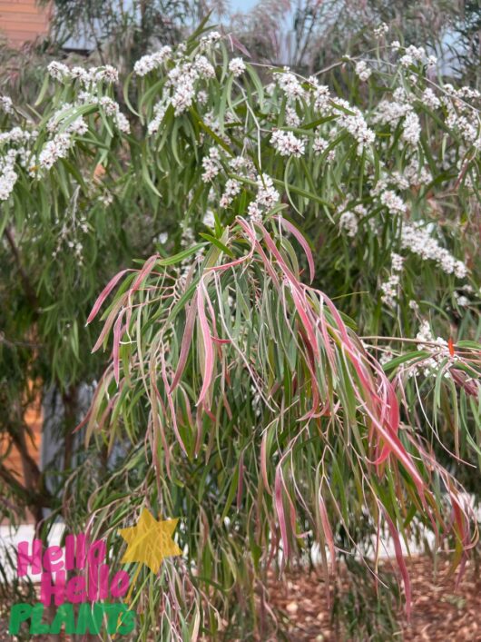 Agonis 'Burgundy' Willow Myrtle