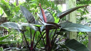Philodendron "Rojo Congo" 6" Pot @ Hello Hello Plants