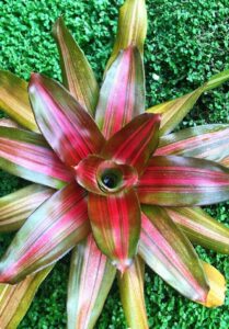 Neoregelia "Orange Crush" @ Hello Hello Plants