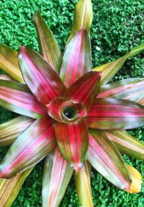 Neoregelia "Orange Crush" @ Hello Hello Plants