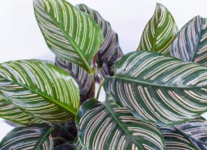 Lush Calathea 'Peacock' 7" Pot plant with green leaves featuring pink stripes against a plain background.