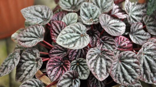 Peperomia Caperata @ Hello Hello Plants