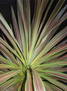 Cordyline 'Choc Mint' @ Hello Hello Plants