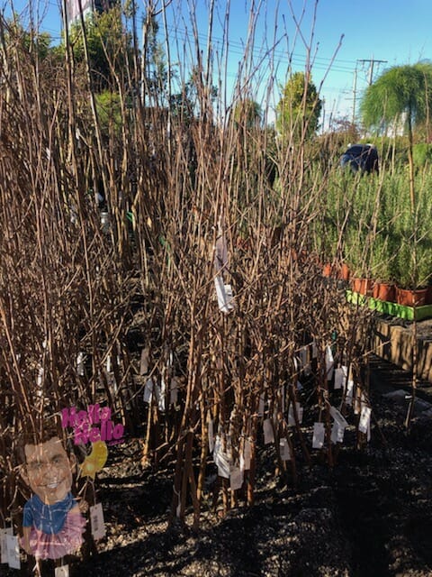 Weeping ChSilver Birch 3ft Bare Rootederry 5ft Bare Rooted @ Hello Hello Plants