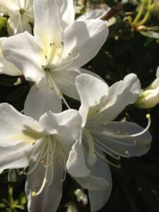 Azalea 'Ultimate White' @ Hello Hello Plants