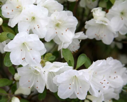 Azalea 'Ultimate White' @ hello Hello Plants