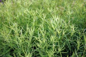 Artemisia 'Tarragon' @ Hello Hello Plants