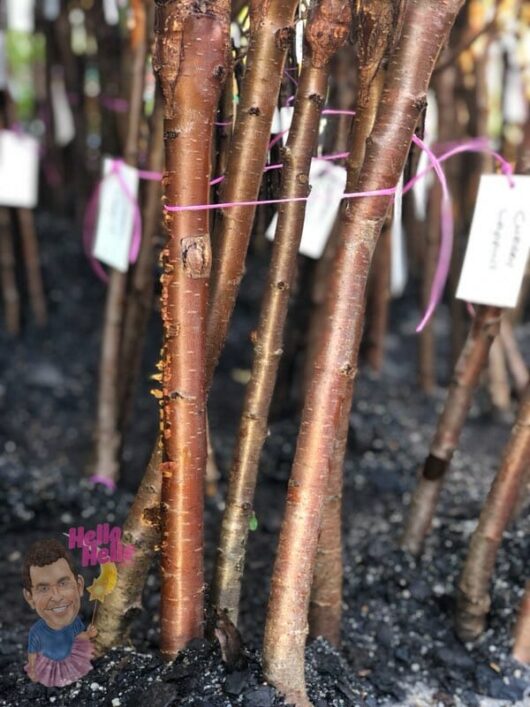 Fruiting Cherry 5ft Bare Rooted @ Hello Hello Plants