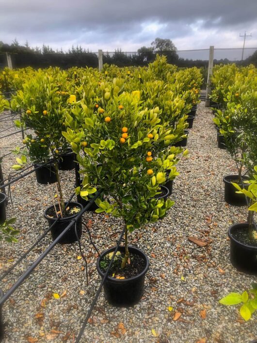 Rows of potted Citrus Cumquat 'Calamondin' 13" Pot trees with ripe orange fruit, set on a gravel surface with an overcast sky in the background.