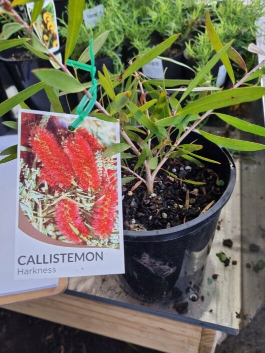 Callistemon 'Harkness' 6" Pot