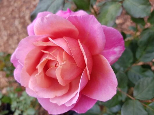 Close-up of Rose 'Grandma's' vibrant pink rose with multiple petals, set against a blurred background of green leaves.