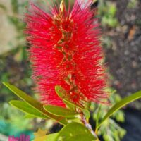 Callistemon 'Harkness' 8" Pot