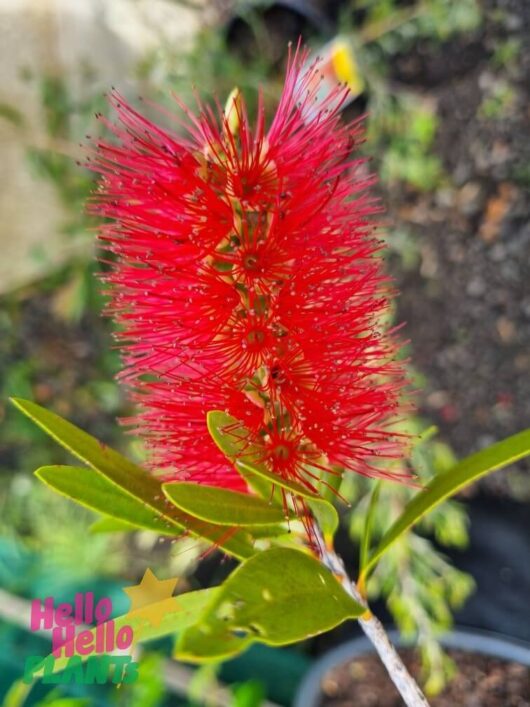 Callistemon 'Harkness'