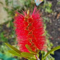 Callistemon 'Harkness' 8" Pot