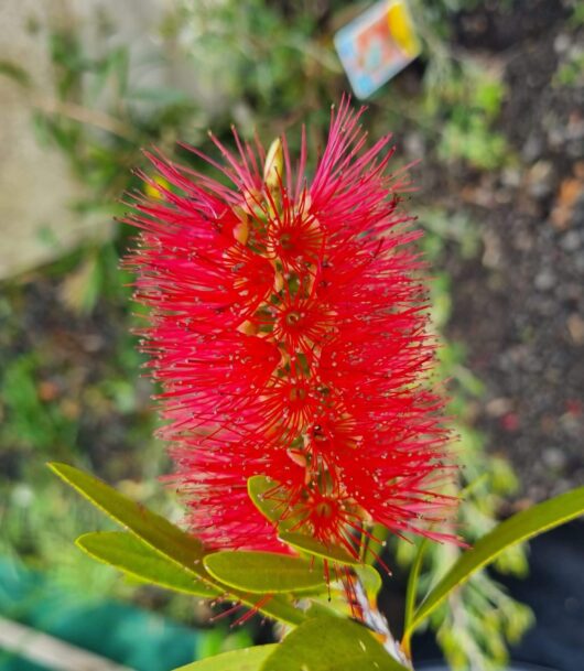 Callistemon 'Harkness'