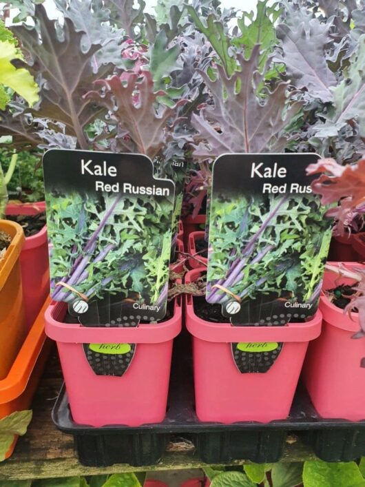 Two thriving Kale 'Red' plants are nestled in 3" pots, housed in pink containers with labels.