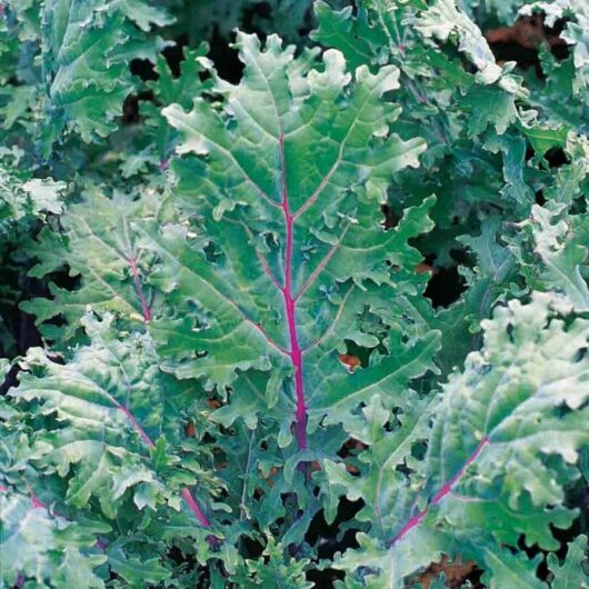 Lush green Kale 'Red' leaves with prominent purple stems in a 3" pot.