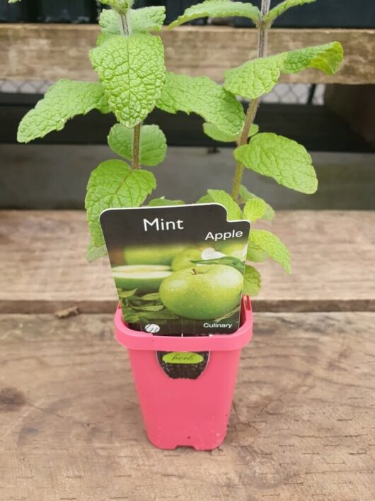 Mint 'Apple' plant in a 3" pink pot, featuring a label with green apples and mint leaves, marked as culinary.