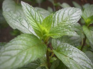 A close-up of vibrant Mint 'Peppermint' leaves reveals intricate veins, showcasing lush greenery. Ideal for your garden or kitchen, this healthy herb comes in a 4" pot, ready to infuse your space with its refreshing essence.