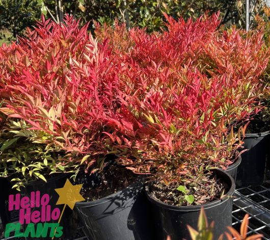 Nandina domestica Moon Bay autumn winter foliage