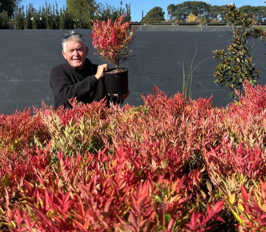 Nandina 'Moon Bay'