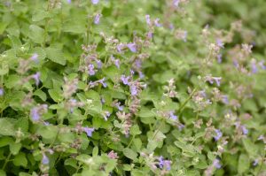 A close-up of a garden bed filled with lush green foliage and small purple flowers in bloom, including vibrant Nepeta 'Catnip' plants.