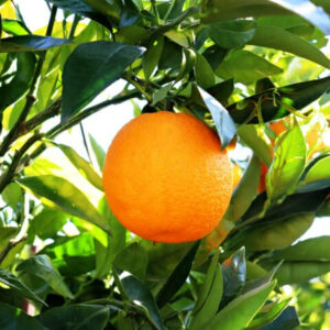 Mediterranean Sweet Citrus Orange 'Mediterranean Sweet' 13" Pot hanging on a tree branch surrounded by green leaves.