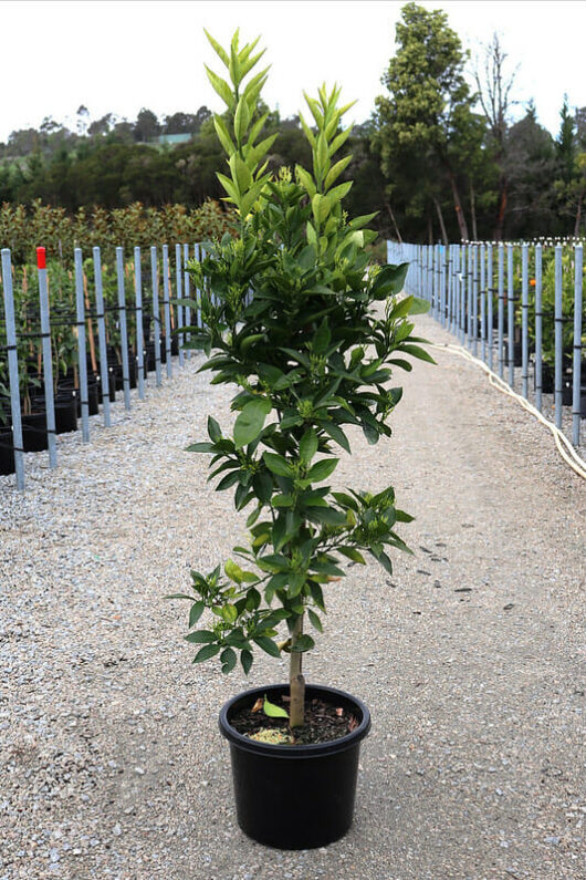A young Citrus Orange 'Mediterranean Sweet' tree in a 13" black pot, placed on a concrete path at a plant nursery with rows of similar plants in the background.