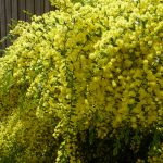 Acacia 'Gold Dust Wattle' @ Hello Hello Plants