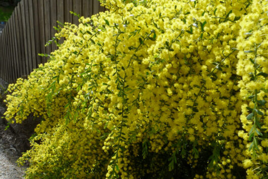 Acacia 'Gold Dust Wattle' @ Hello Hello Plants