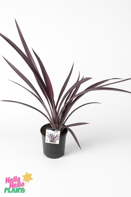 A potted Phormium 'Anna Red' Flax, known for its long, narrow purple leaves, is shown on a white background with a label featuring the plant's image attached to the pot.