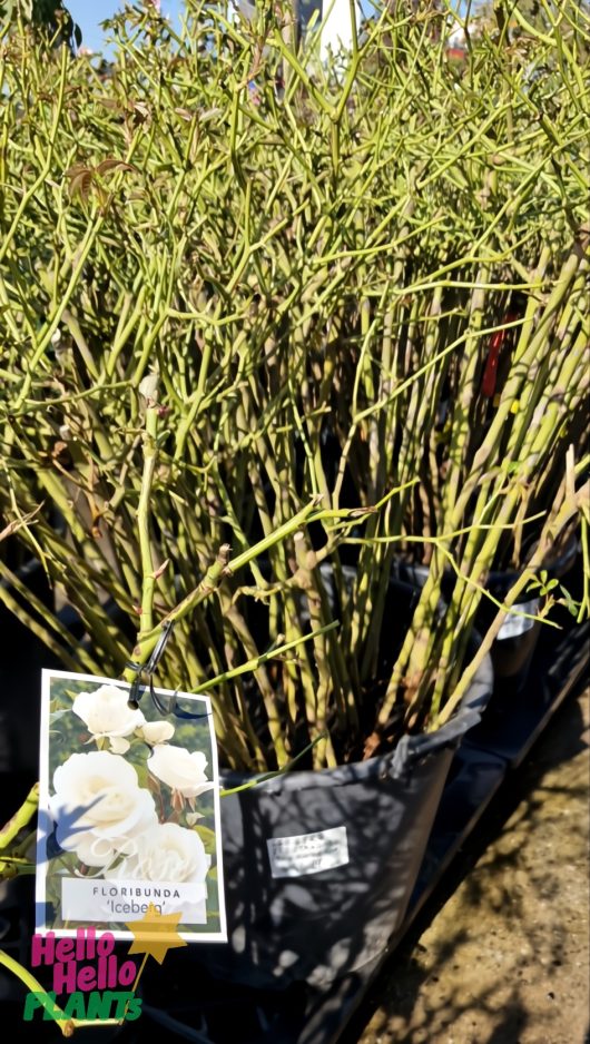 Potted rose bushes with green stems; one has a "Floribunda Iceberg" tag showing white roses, identifying it as Rose 'Iceberg' 3ft Standard (Bare Rooted).