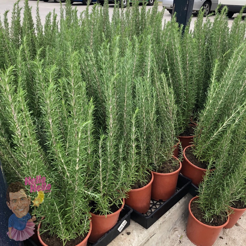 Rosemary 8&quot; Pot Hello Hello Plants &amp; Garden Supplies