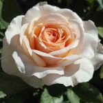 Hybrid Tea 'Shirley's Rose' @ Hello Hello Plants
