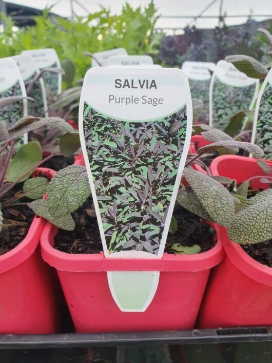 Salvia 'Purple Sage' plants, flourishing in their 3" pots, are neatly displayed with identification labels in the greenhouse.