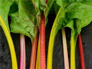 Silverbeet Five Colour Mix @ Hello Hello Plants