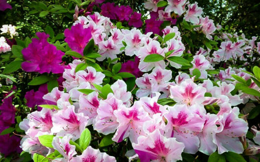 Azalea 'Autumn Twist' @ Hello Hello Plants