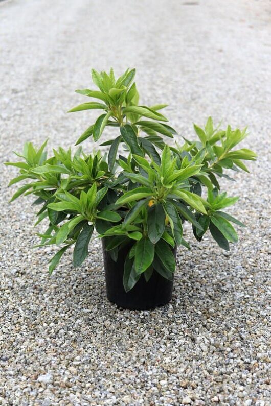 A potted Azalea 'Ultimate White' 7" Pot with lush leaves on a gravel surface.