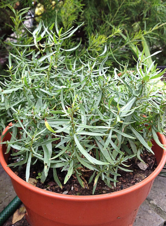 Tarragon 3" Pot herb, growing in a garden setting.