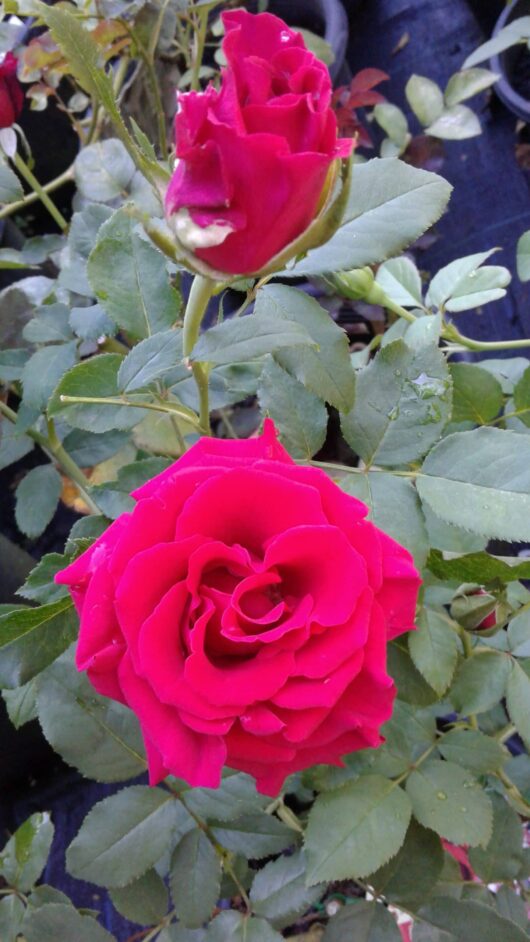 Two vibrant pink roses of Rose 'Grandpa's' Bush Form in bloom with lush green leaves, one fully open and the other budding, against a blurred garden background.