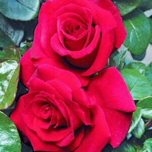 Three vibrant red Rose 'Grandpa's' Bush Form with lush green leaves, close-up view.