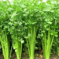 Lush-leaved, tall Celery plants thriving in a garden.